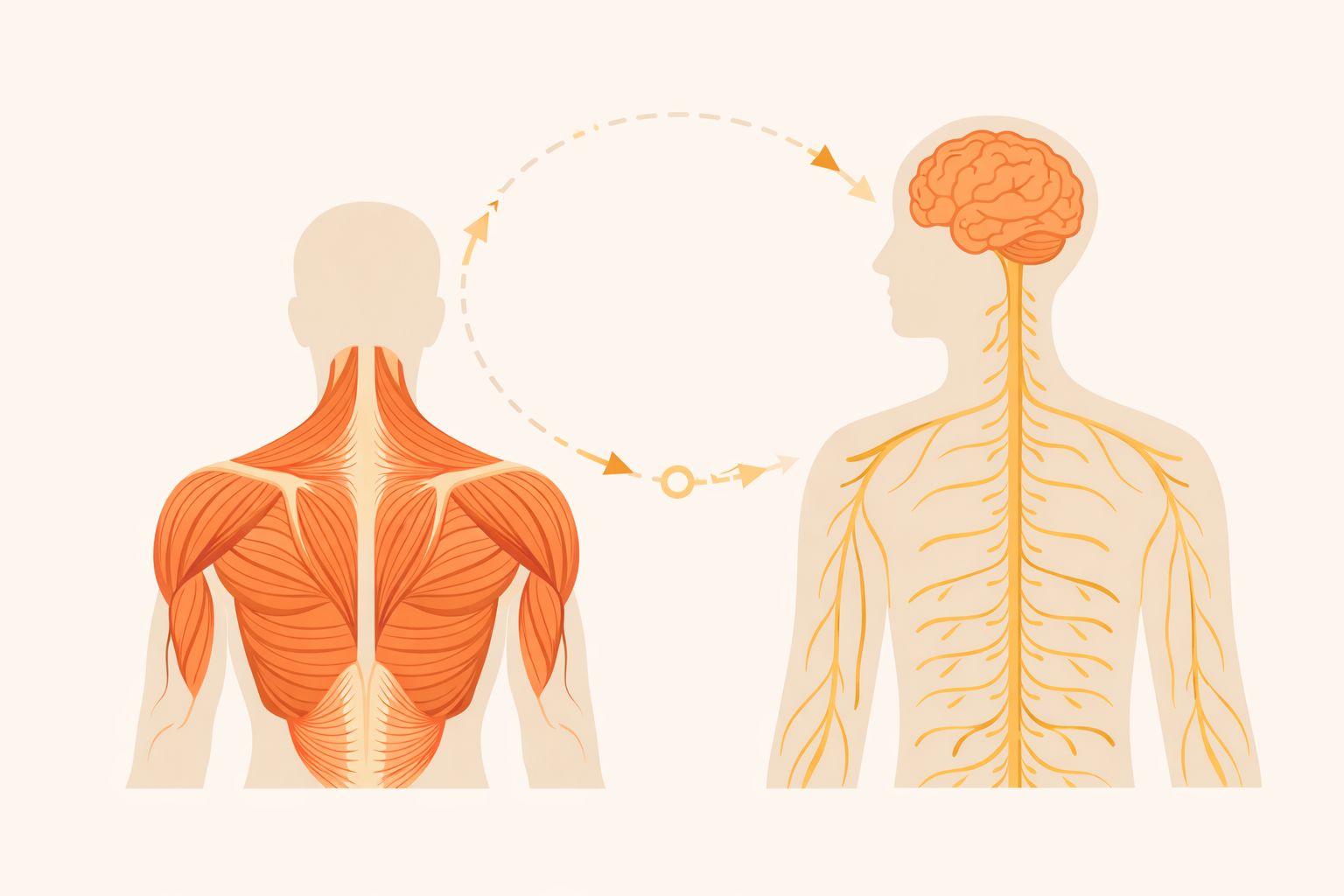 nervous system illustration muscles brain simple
